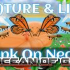 Nature And LD On Nectar Peacock Jumping Spider TENOKE Free Download (1)